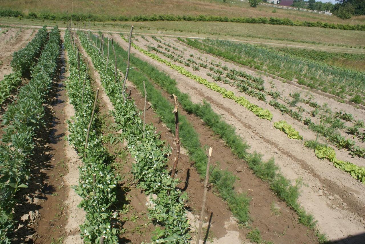 Agrodomki Okej -Dom Koko Gardna Wielka 外观 照片