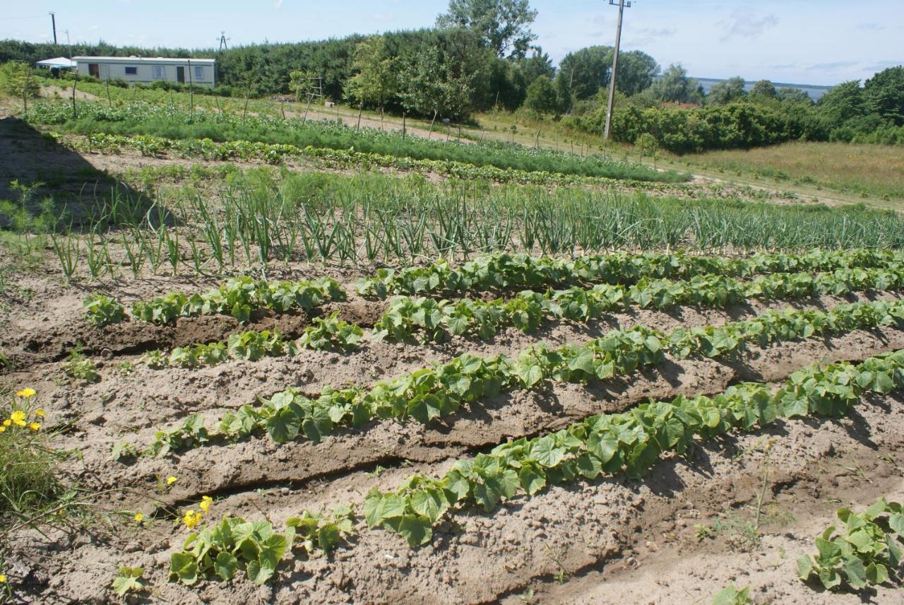 Agrodomki Okej -Dom Koko Gardna Wielka 外观 照片